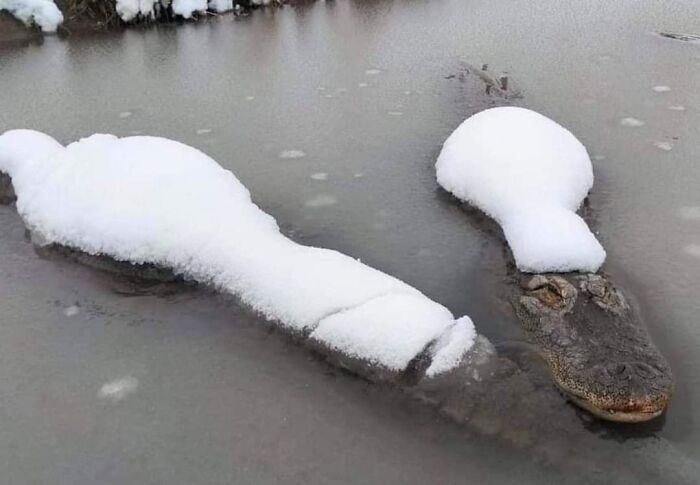 Funny-Important-Animals-Images