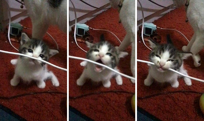 Funny-Important-Animals-Images