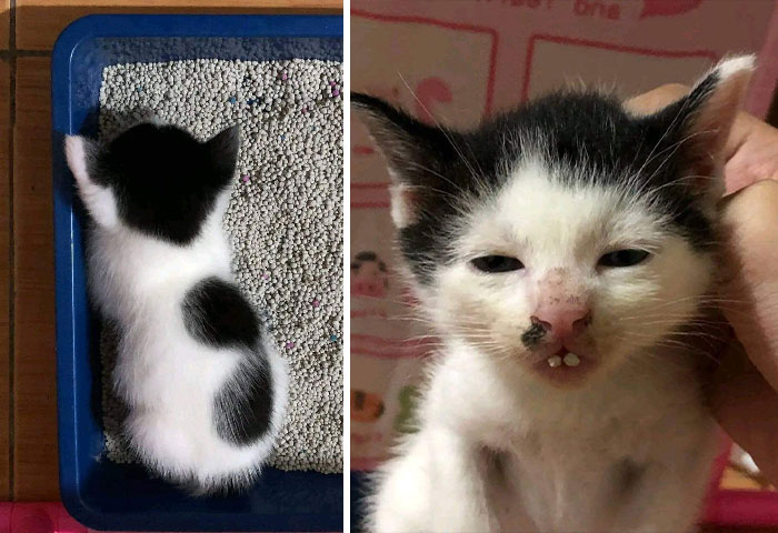 Funny-Important-Animals-Images