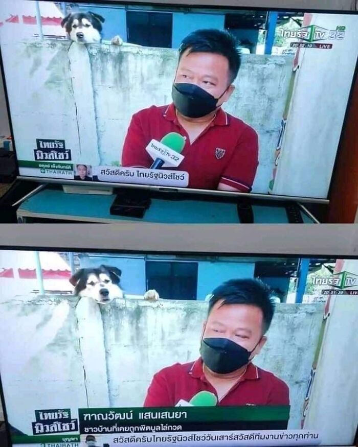 Funny-Important-Animals-Images