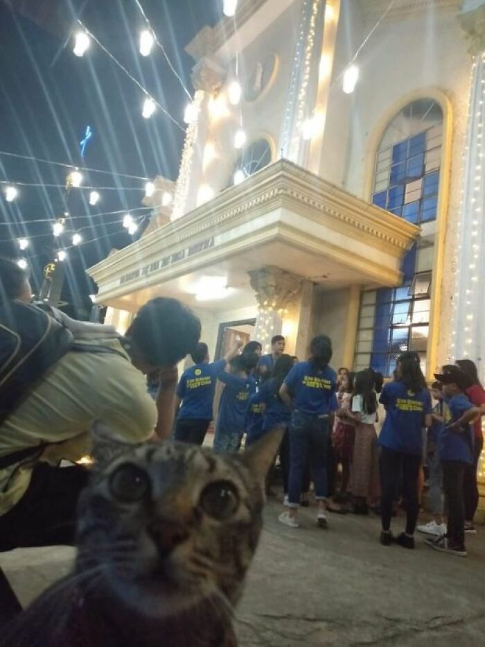 Funny-Important-Animals-Images