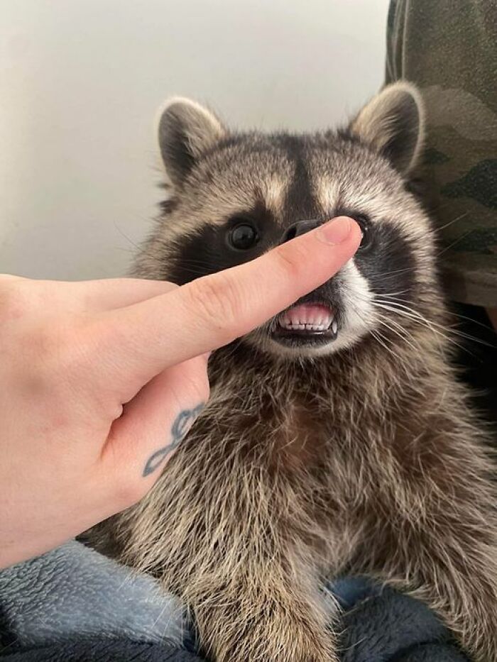 Funny-Important-Animals-Images