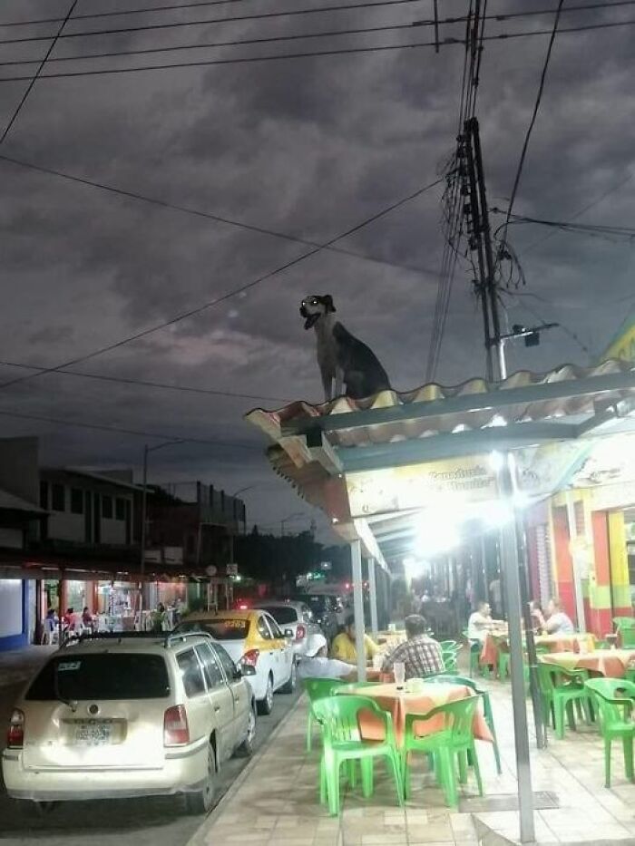 Funny-Important-Animals-Images