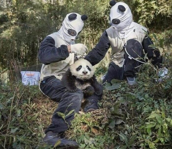 Funny-Important-Animals-Images