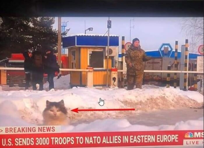 Funny-Important-Animals-Images