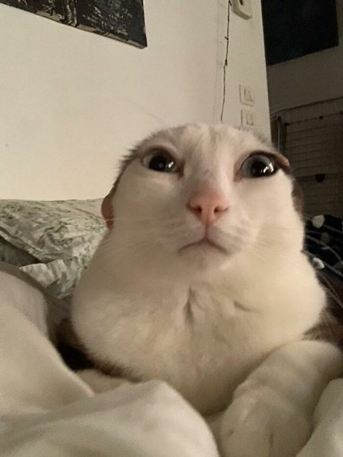 Funny-Important-Animals-Images