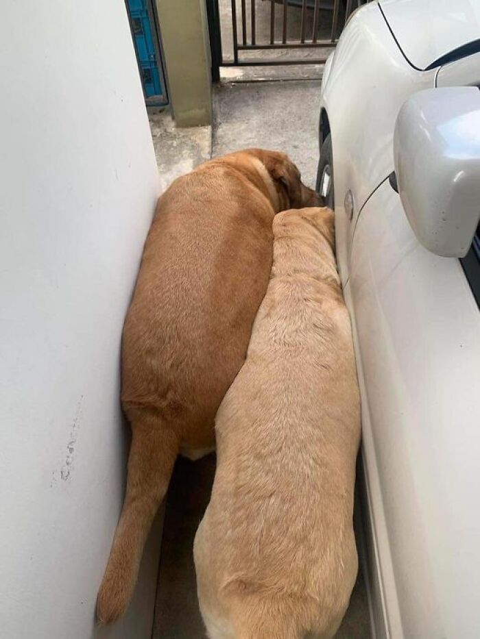 Funny-Important-Animals-Images