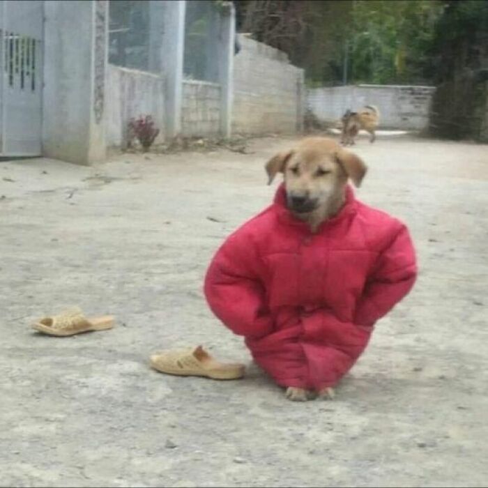 Funny-Important-Animals-Images