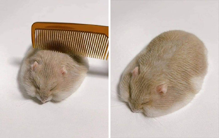 Funny-Important-Animals-Images