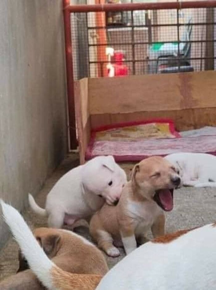 Funny-Important-Animals-Images