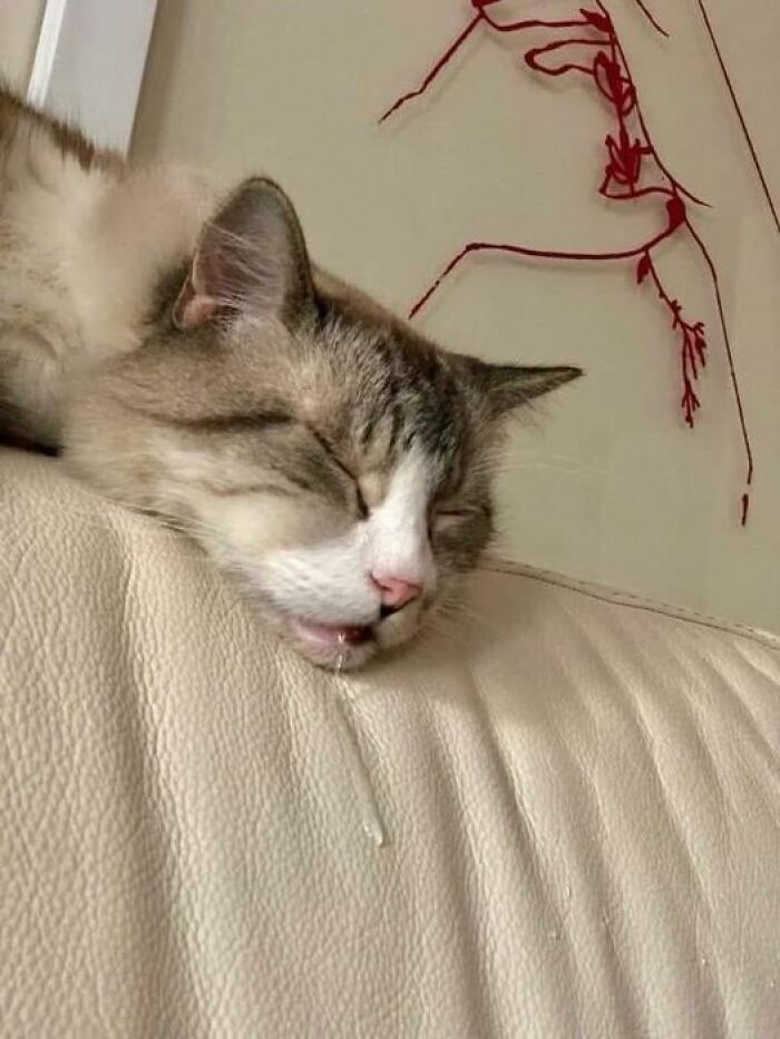 Funny-Important-Animals-Images