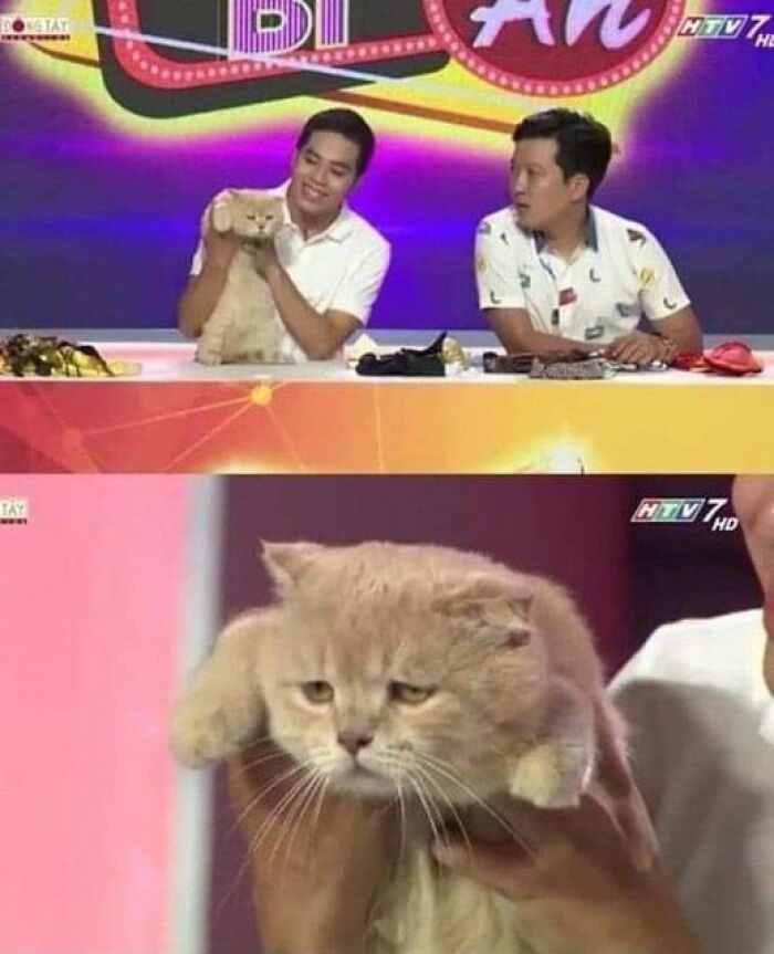 Funny-Important-Animals-Images