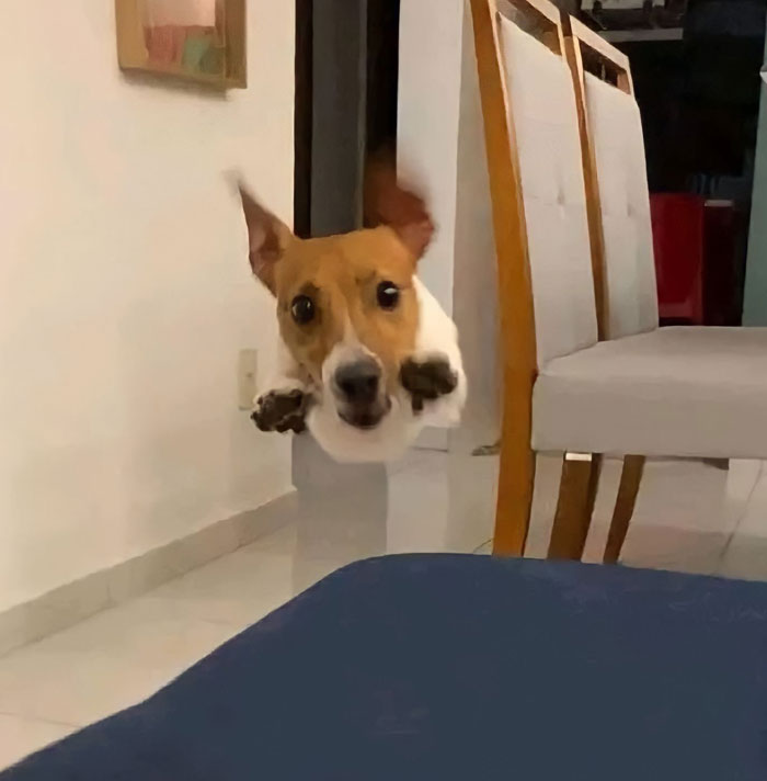 Funny-Important-Animals-Images