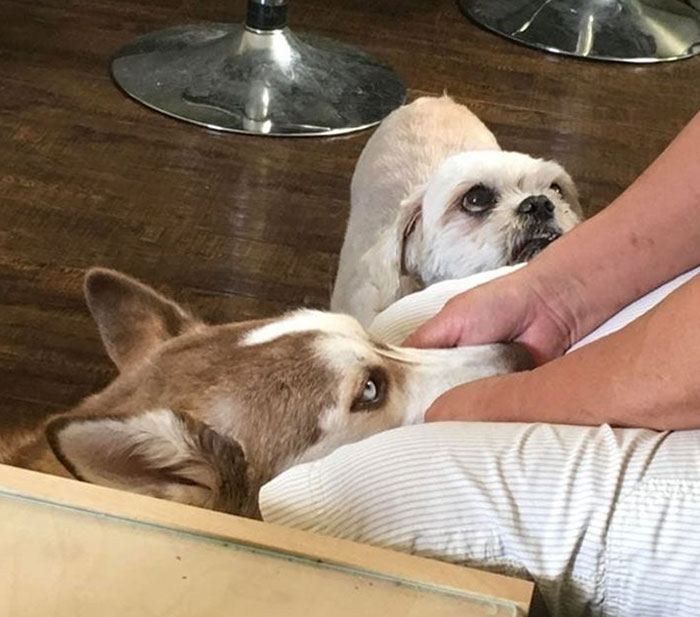  ¿Por qué lo acaricias a él y no a mí?