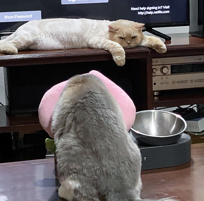 Not Our Cat Being Jealous Of Our Guest's Feeding Time