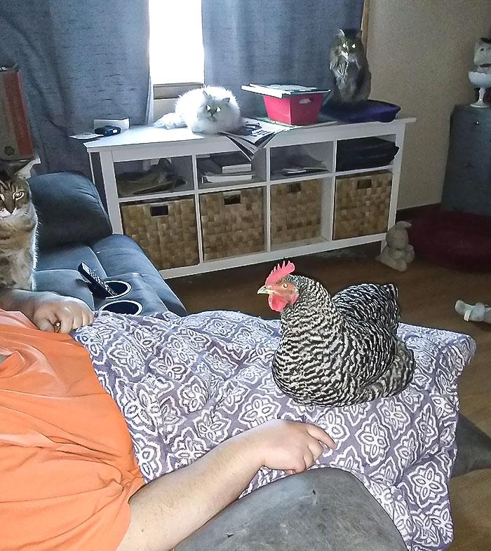 Rhoda Is Really Making A Play For Being A House Pet. My Favorite Part Is All The Jealous Laser Beams In The Background