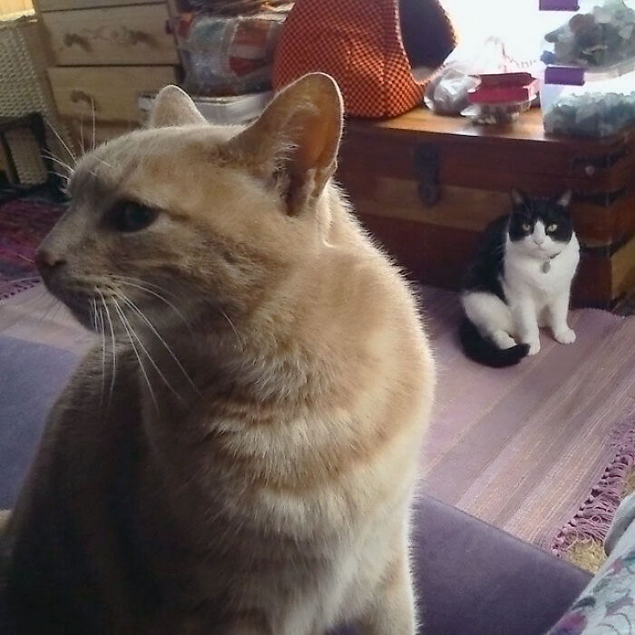 If Looks Could Destroy