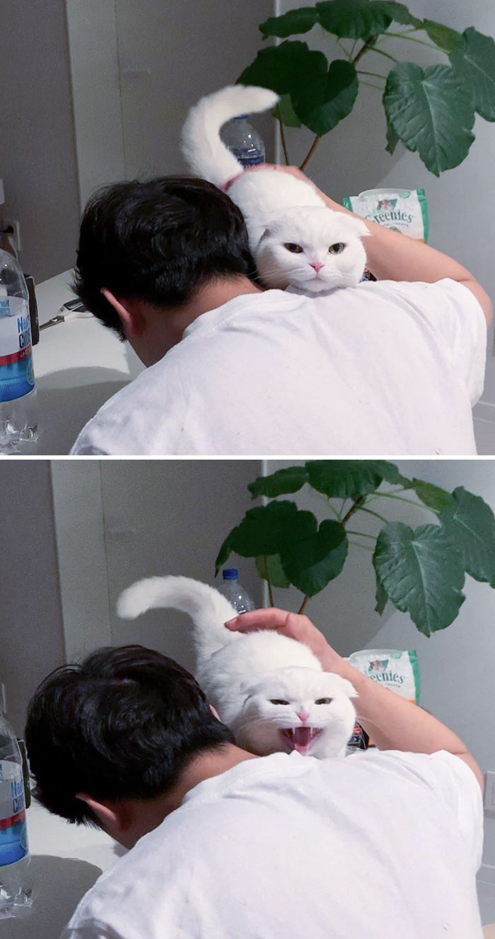 The Kitty Is Very Jealous And Doesn't Want To Share Her Owner