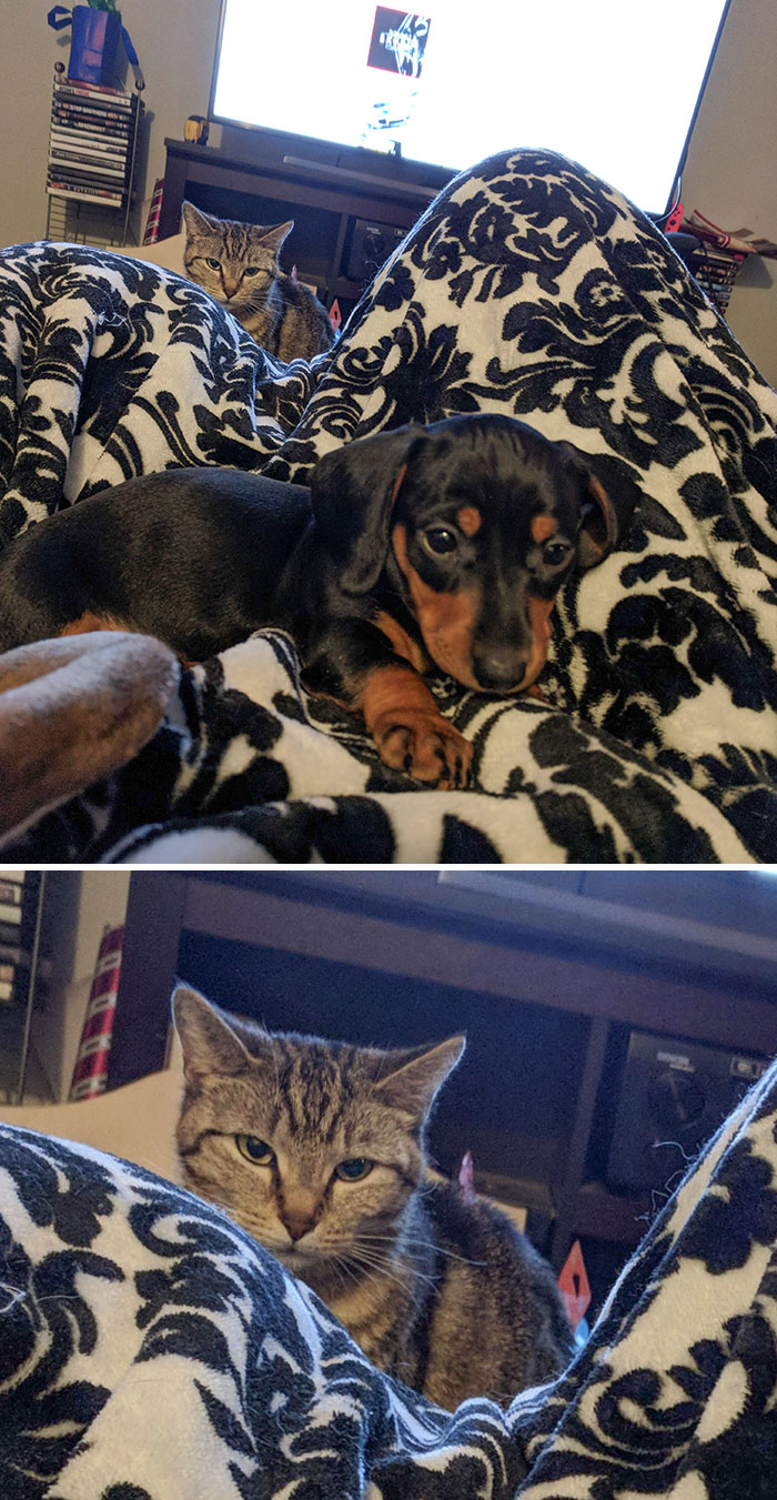 Intenté tomar una foto de mi cachorro y terminé capturando a mi gato celoso en el fondo