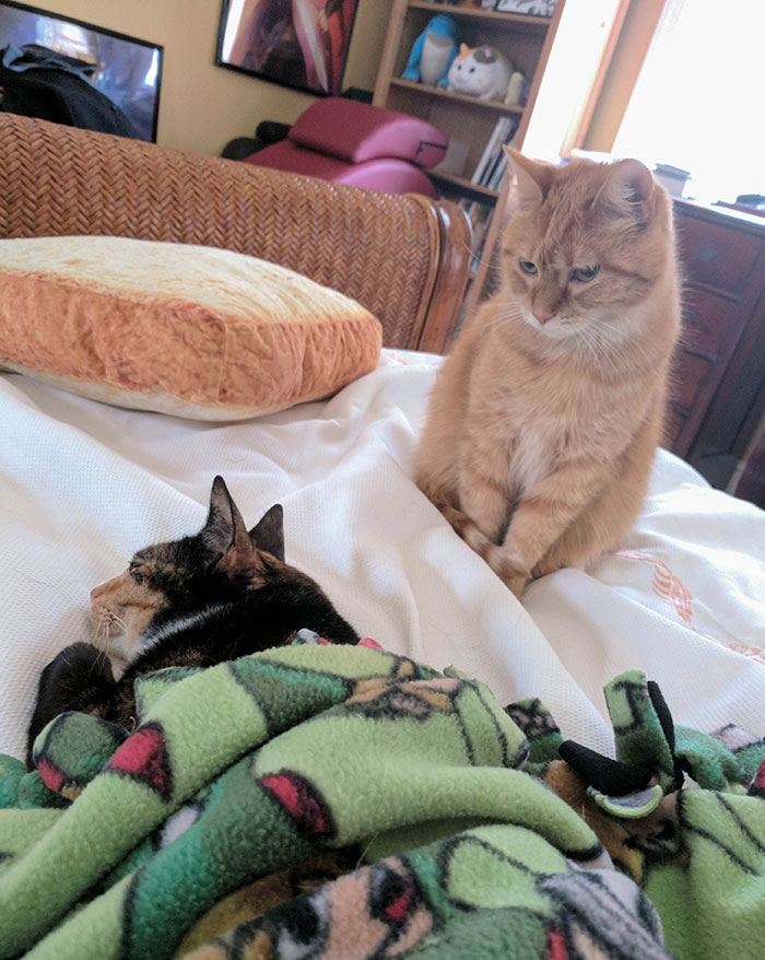 Asuka Is Jealous Of Posh's "Tucked In" Status