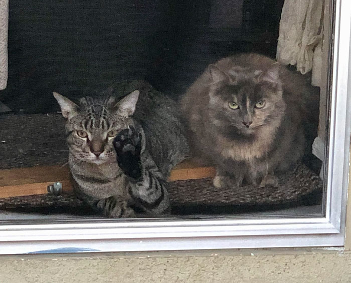 Creo que mis gatos están un poco celosos de que salí con mi perro y no con ellos