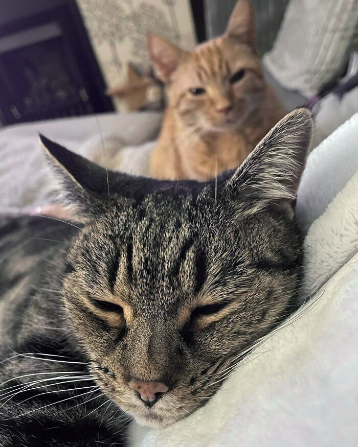 Jasper Is Trying To Figure Out How To Get Close To Me Without Triggering Matilda's Mittens