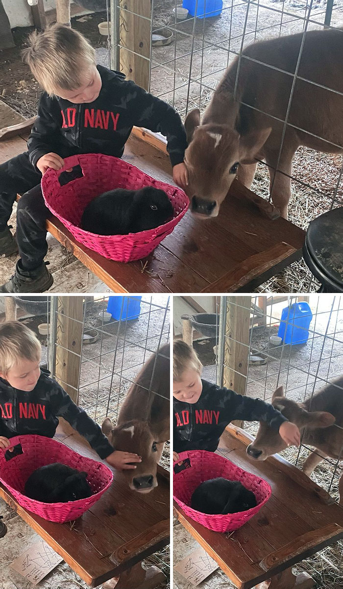 Oh, no, parece que un ternero está un poco celoso de que Emmett juegue con el conejo