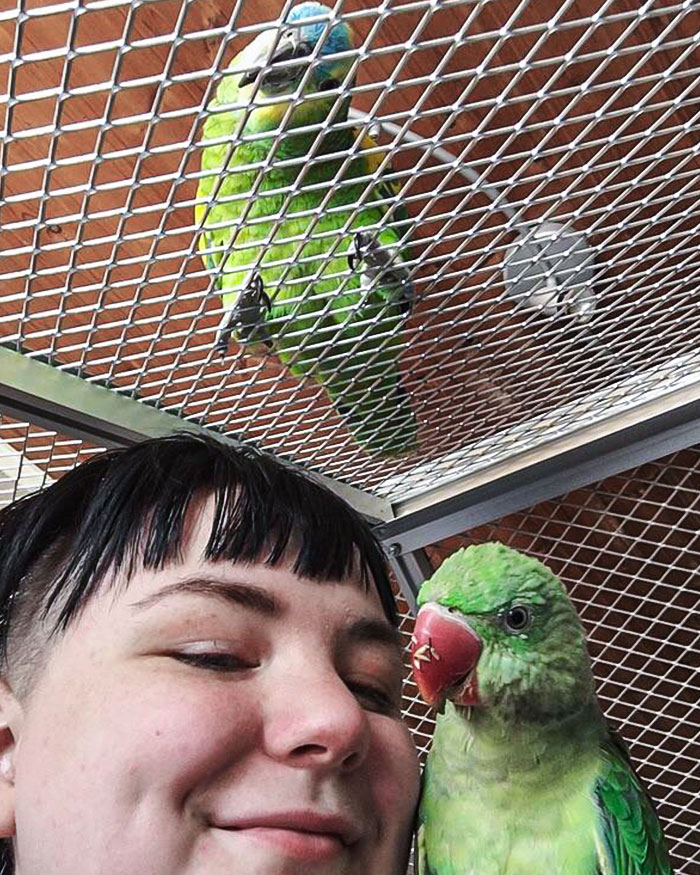 Jealous Boy On The Roof. Drogon Is Very Offended That I Would Dare Try And Spend Time With The Girls In The Aviary Without Letting Him Come In Too