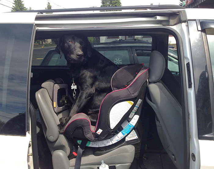 Creo que mi perro está celoso del bebé