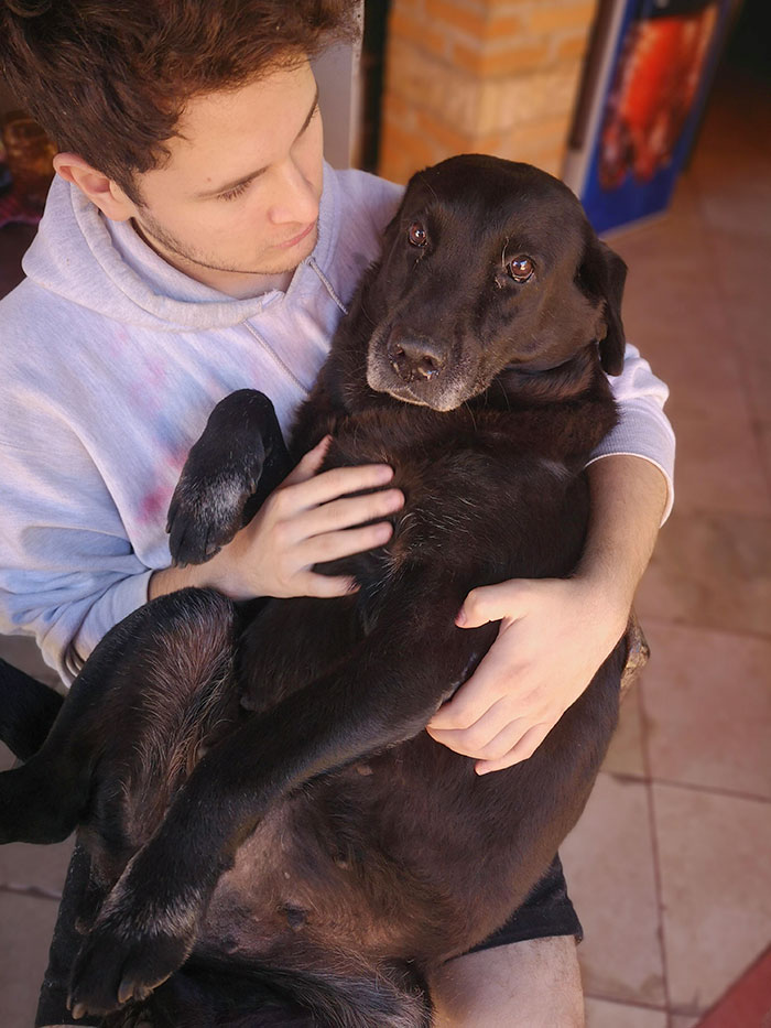 Esta es Athena, una labradora de 9 años. Como pueden ver, es de tamaño grande, pero se pone celosa cuando ve a los perros más pequeños en nuestro regazo y da un berrinche