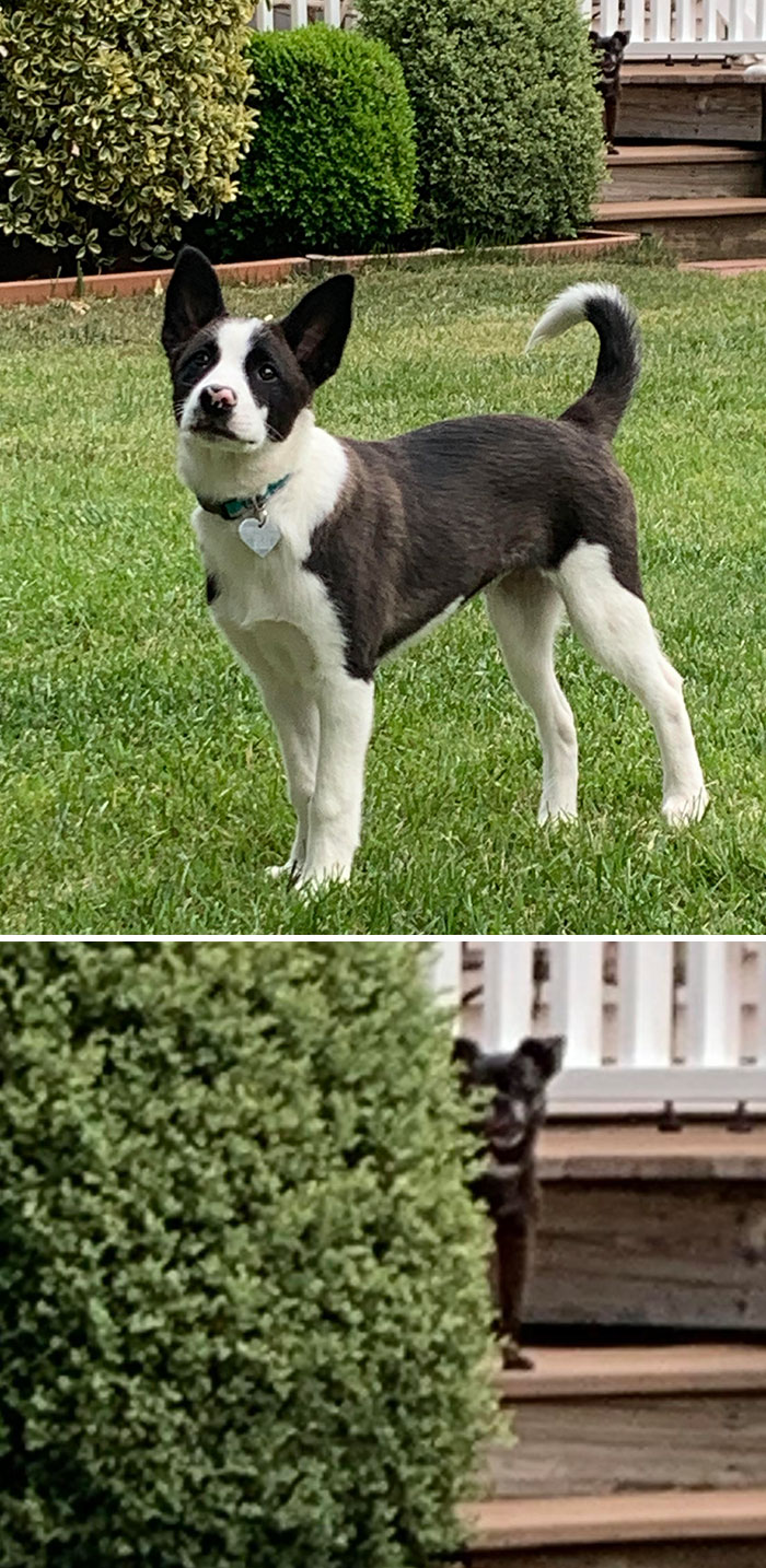 My Majestic New Pup, Cali (Feat. Her Jealous Older Sister Lurking In The Back)