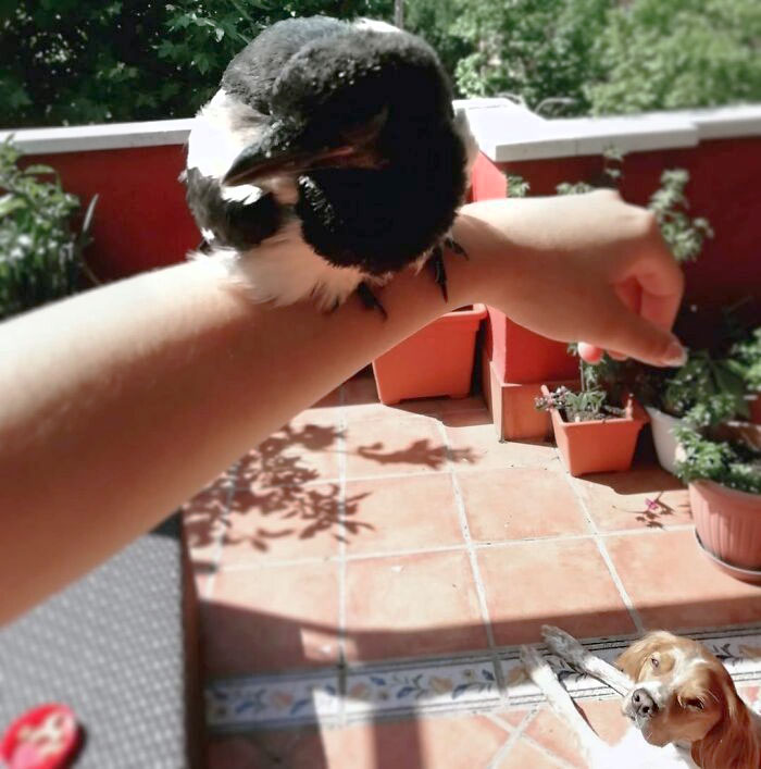  Make The Dog Jealous. Gain Their Trust