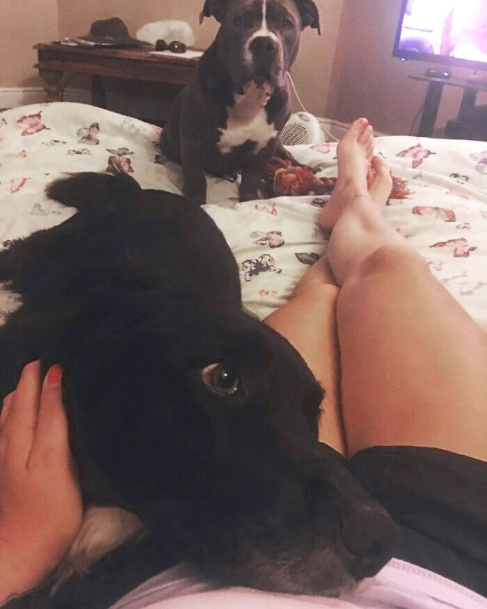 Poor Dave Looks Totally Put Out By Me Having Cuddles With My Number One