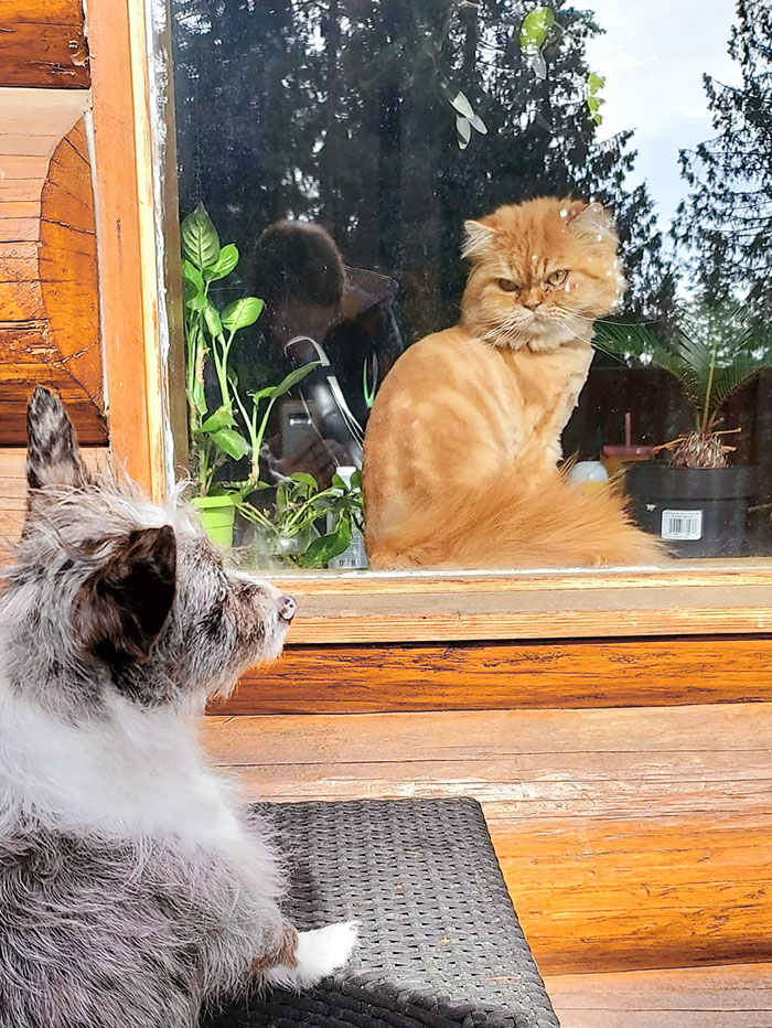 I Think Peter Is A Little Jealous That The Dog Gets To Be Outside