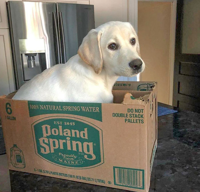 Pupper Is Jealous Of The Cats