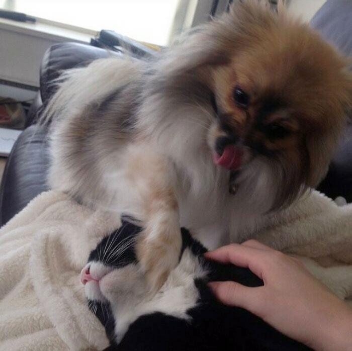 Every Time I Pet Garylasereyes, Keo Gets Mad Jelly And Paws Him In The Face To Destroy His Experience