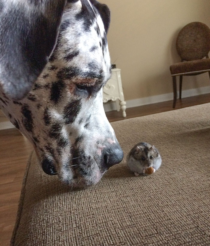 Mi gran danés está celoso de un hámster que come sus bocadillos