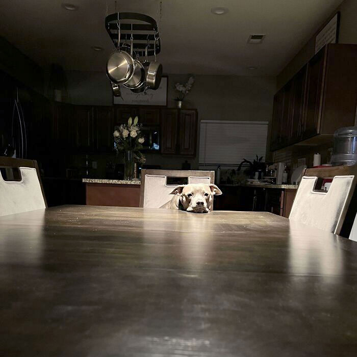 Someone Was Jealously Watching Me While I Ate Cereal