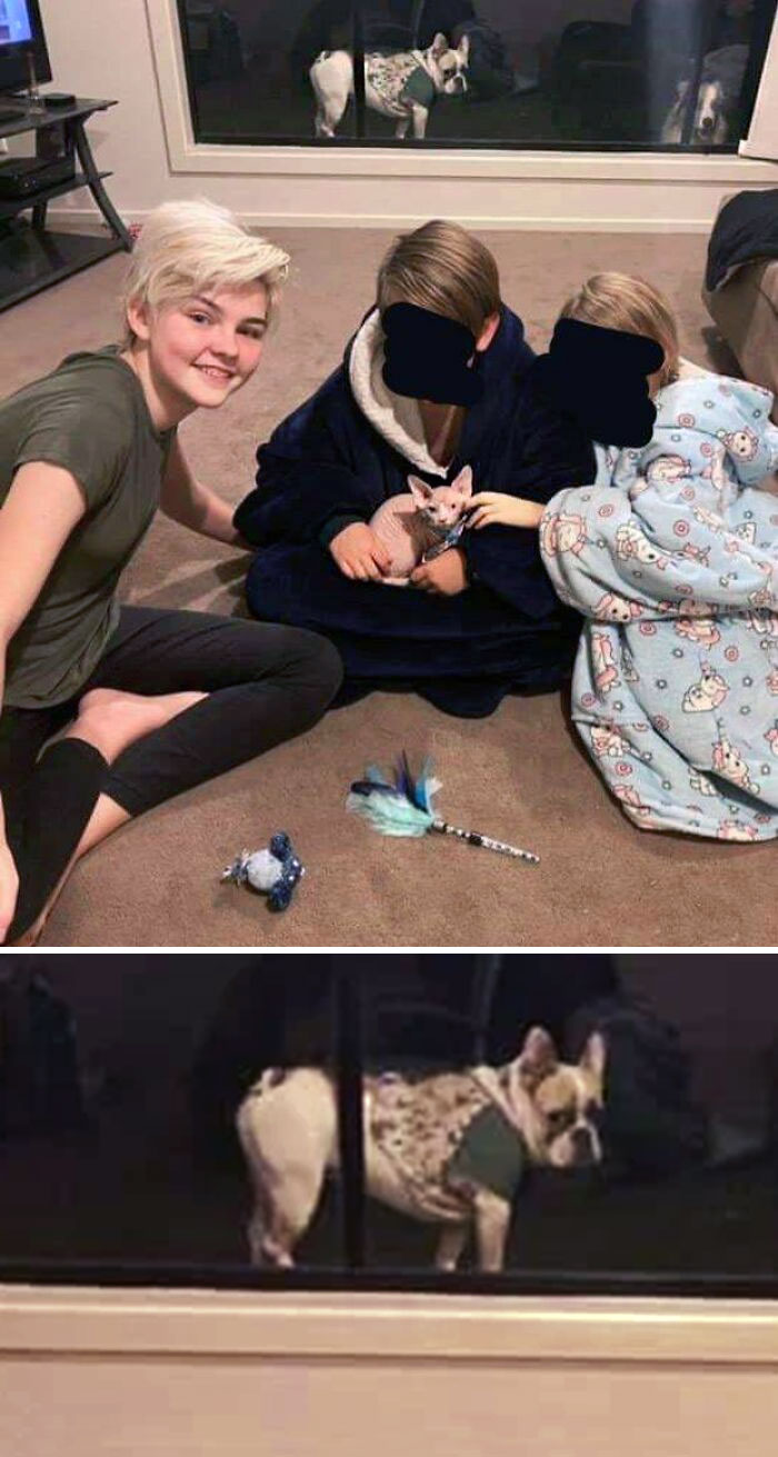 Our Sphynx Cat When We First Got Him And Our Dog Looked So Jealous Outside