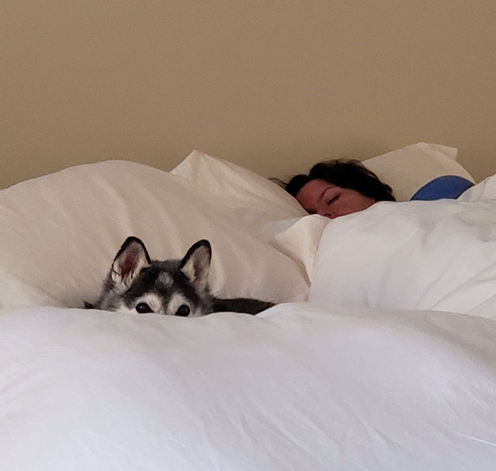 My Wife's Dog, Koda, Jealously Guarding Her While She Sleeps. Best Pup