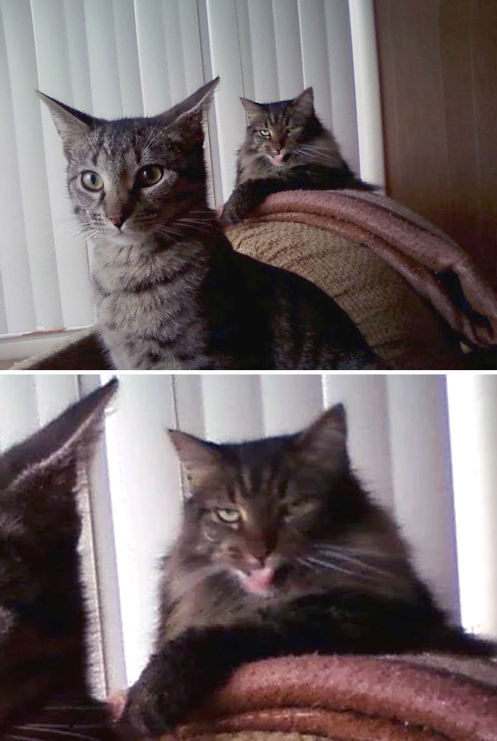  Adoptamos un nuevo gato. Digamos que el otro estuvo muy celoso