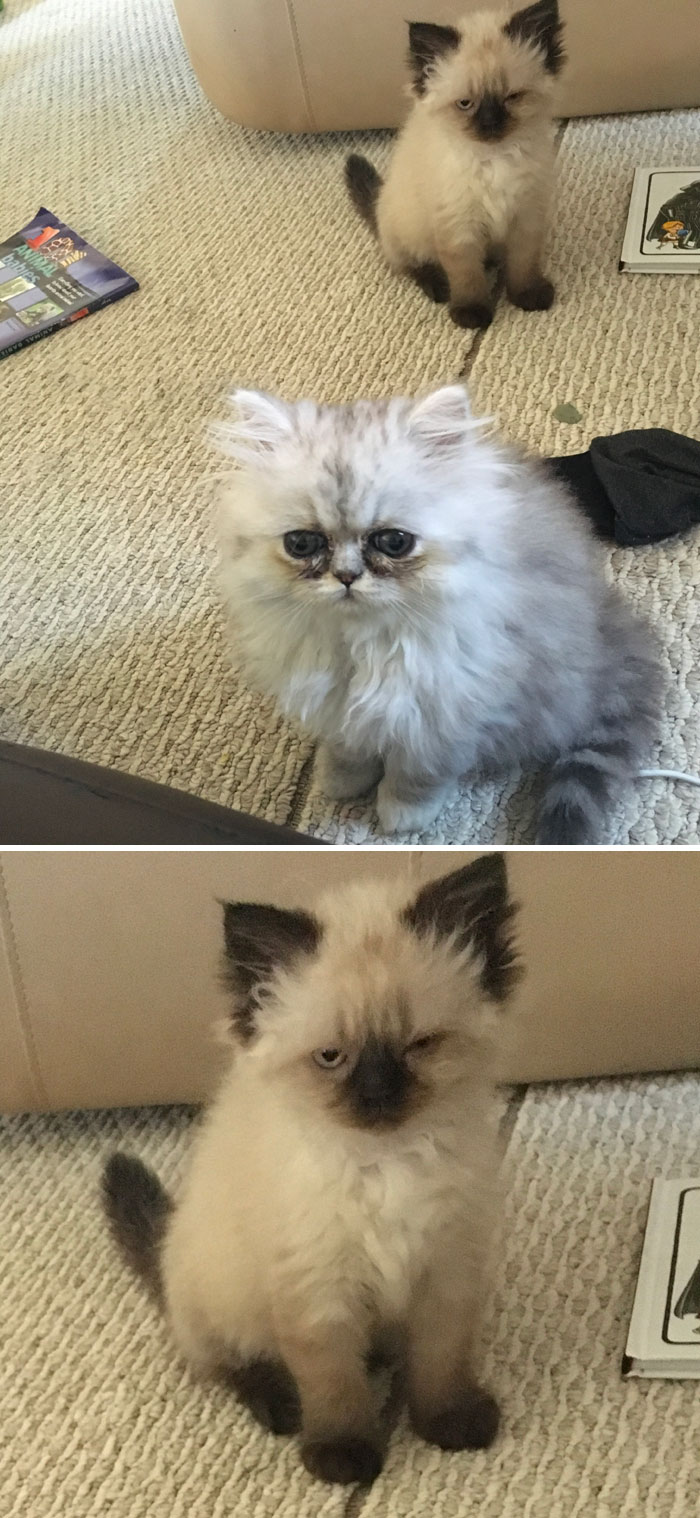  Estoy bastante seguro de que alguien está celoso de nuestro nuevo gatito