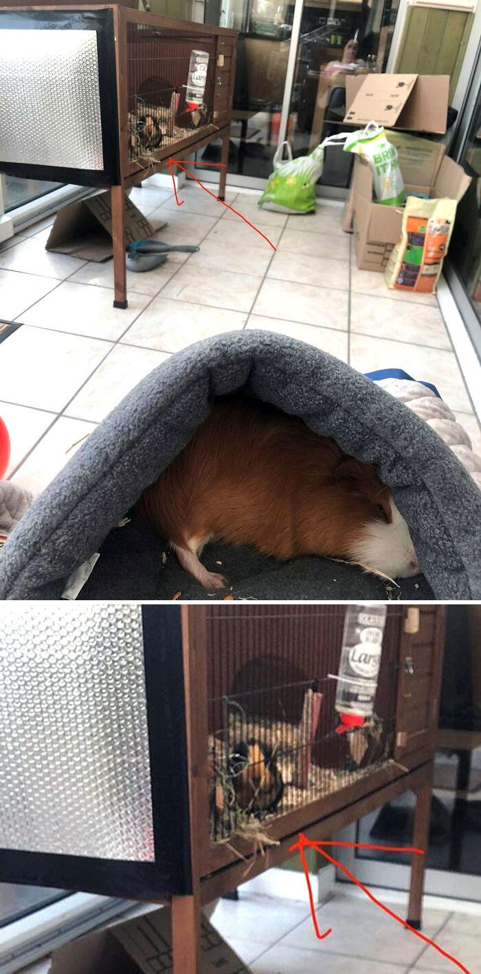 Spot The Jealous Pig. Peanut Is Not A Cuddly Pig So This Sleepy Croissant Moment On Pigmum's Knee Is Rare. And Muffin Watches Bitterly From The Cage