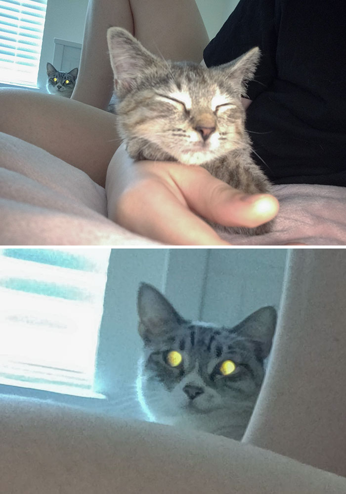 So I Took This Picture Of My New Kitten And Didn't Notice My Jealous Cat In The Background Until Hours Later