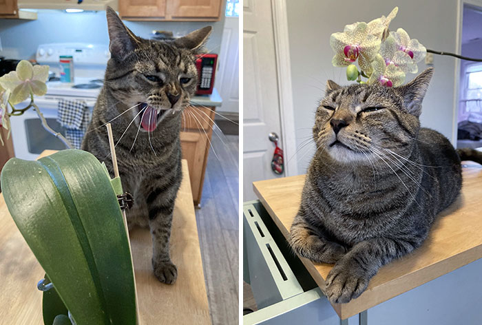 Intenté tomar una foto de mi orquídea. Se pone celoso cuando le doy atención a cualquier otra cosa. ¿Ven cómo se acostó justo debajo de las flores?