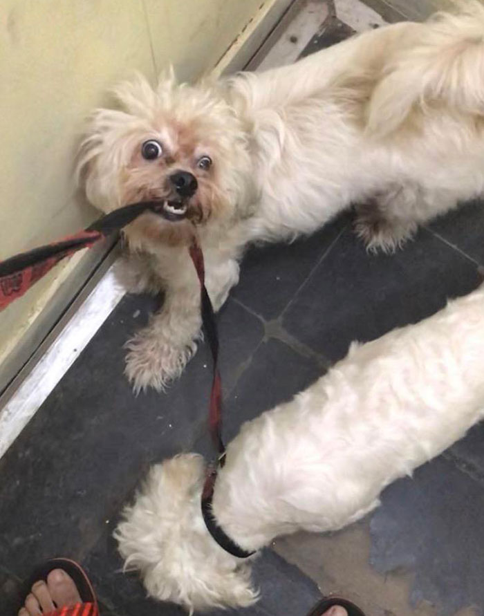 My Rescue Dog Is Jealous Of The New Dog