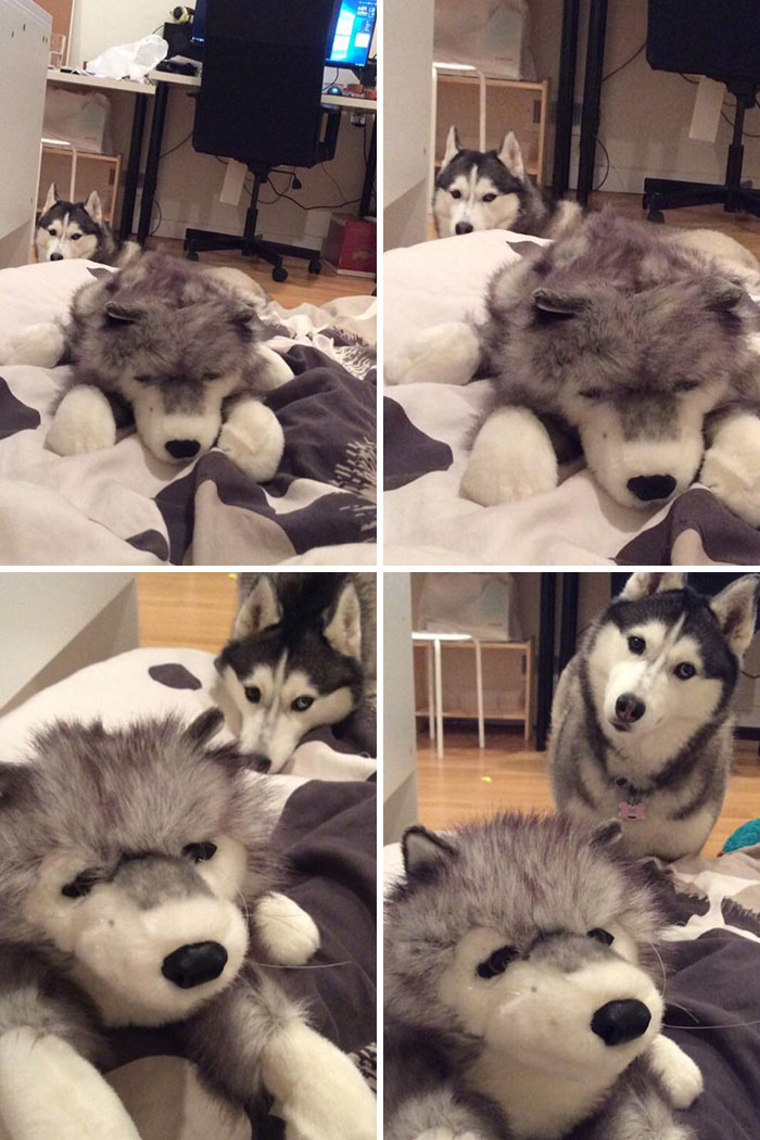 Mi husky está celoso de mi husky de peluche
