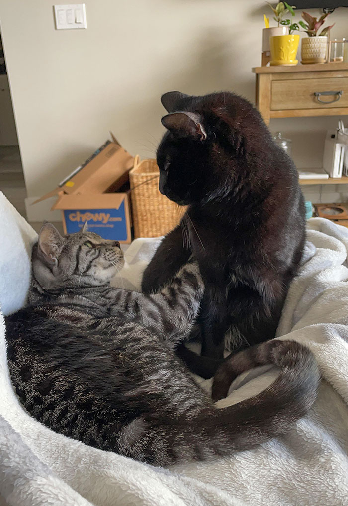 Someone Got Jealous That Her Sister Was Laying In My Lap Then Proceeded To Physically Push Her Out Of The Spot