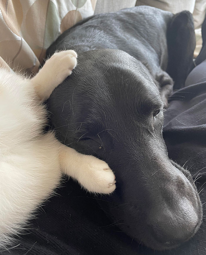 Goose Gets So Jealous When Our Dog Is On My Lap