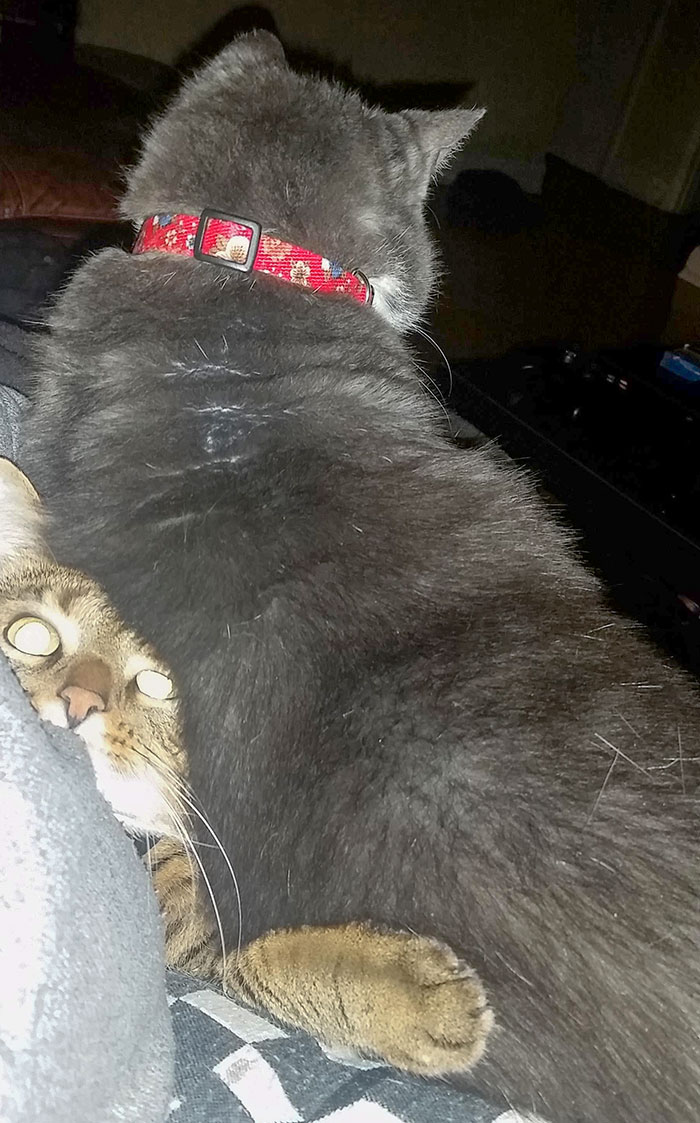 Alguien estaba celosa por no recibir caricias